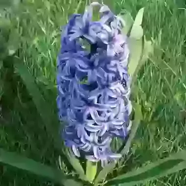 Blue Jacket